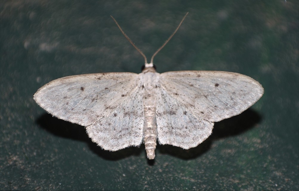 Idaea seriata - szürke apróaraszoló