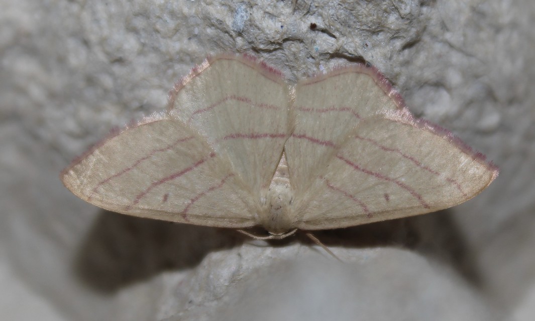 Rhodostrophia vibicaria - pirosszélű araszoló