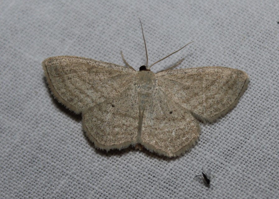 Scopula virgulata - vesszős sávosaraszoló