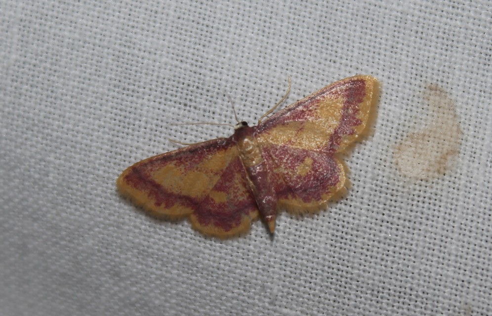 Idaea muricata - mocsári pirosaraszoló
