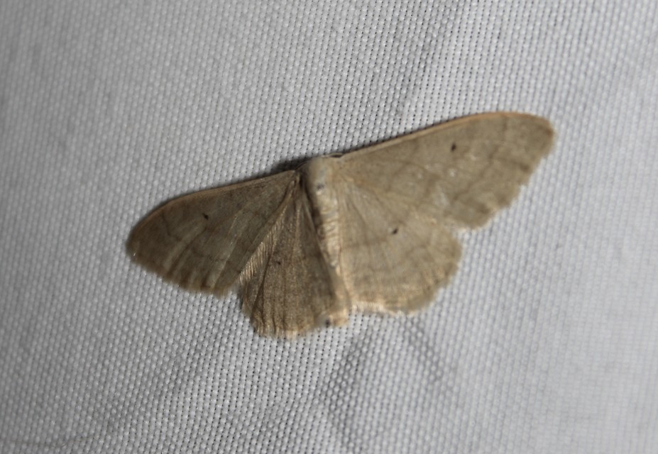 Idaea straminata - szalmasárga sávosaraszoló