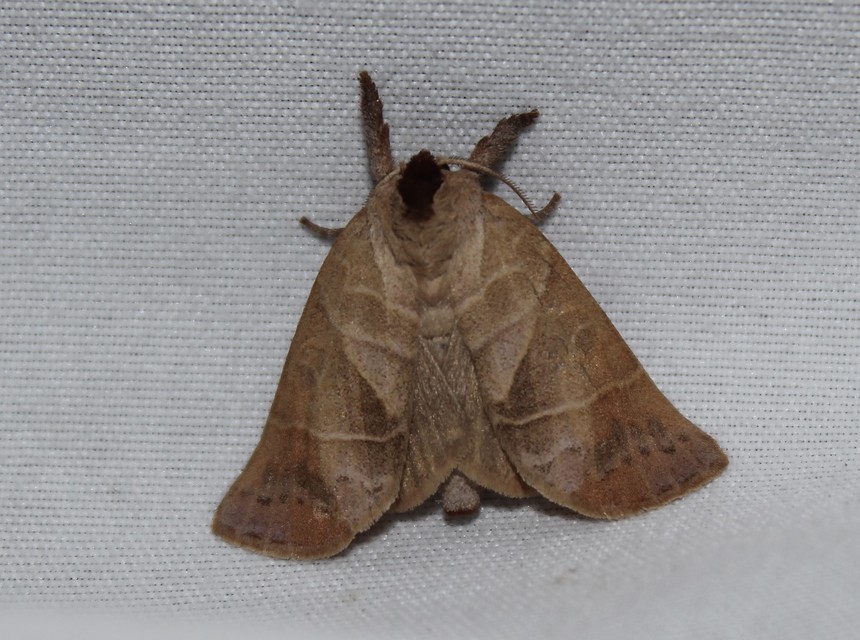 Clostera anastomosis - barna levélszövő