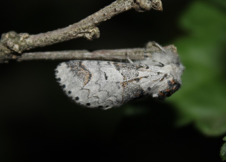 Furcula furcula - szürke púposszövő