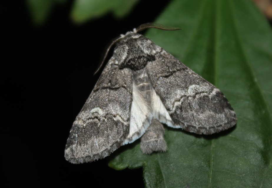Drymonia querna - tölgyfa-púposszövő