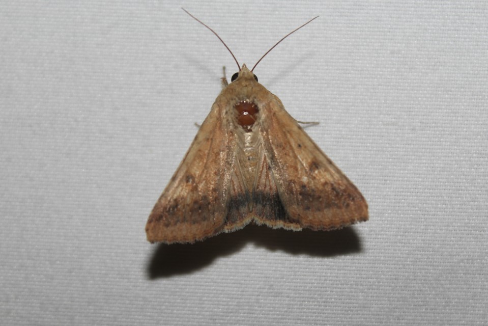 Helicoverpa armigera - kukorica-veteménybagoly Helicoverpa armigera - kukorica-veteménybagoly