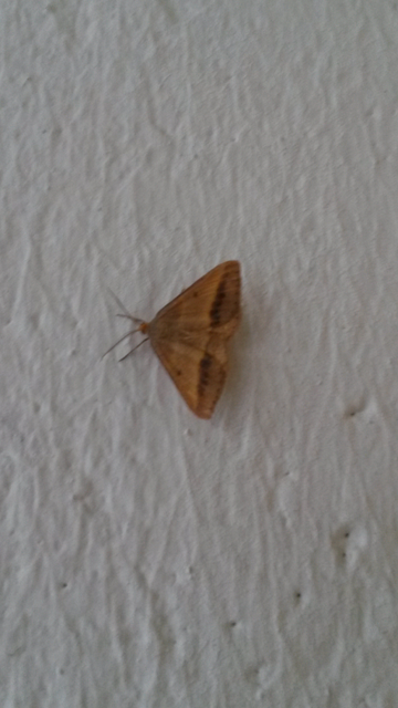 Tephrina arenacearia - lucerna-araszoló