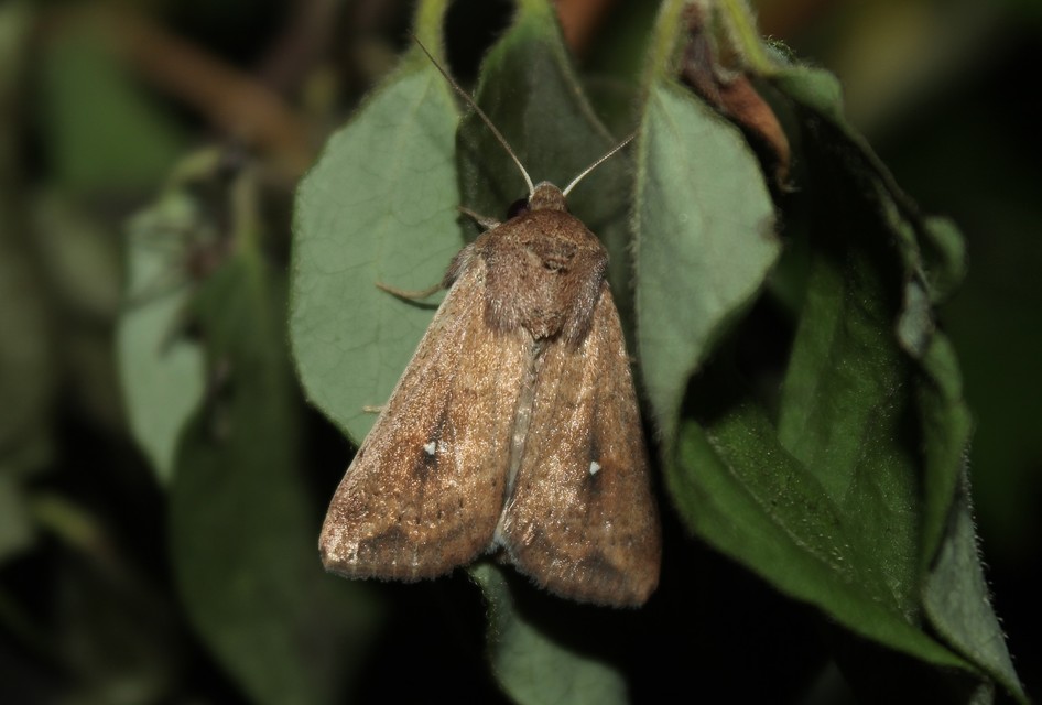 Mythimna albipuncta - fehérpettyes rétibagoly