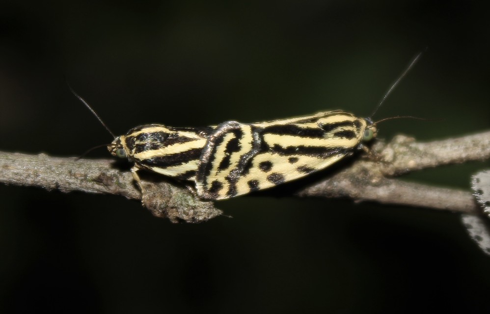 Emmelia trabealis - zebrabagoly