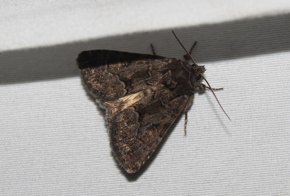 Thalpophila matura - fakó erdeibagoly