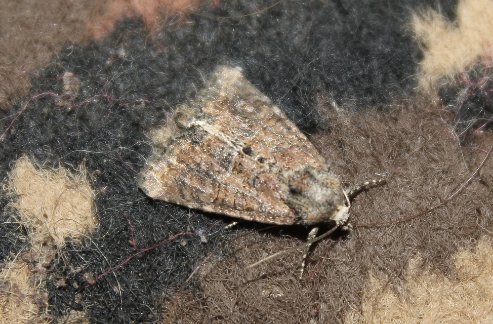 Mesoligia furuncula - kétszínű dudvabagoly