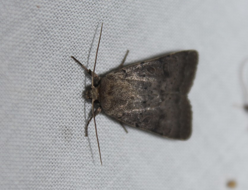 Hoplodrina