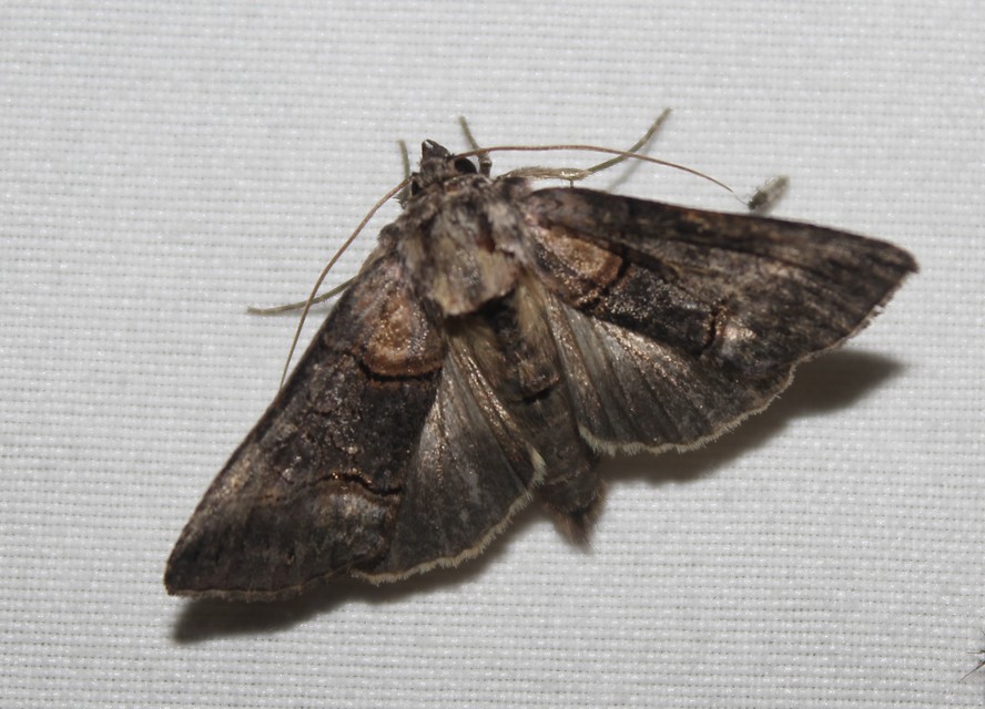Abrostola asclepiadis - barnaövű csalánbagoly