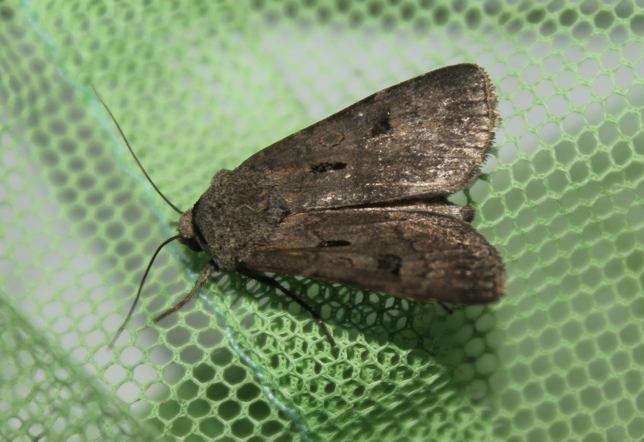Agrotis exclamationis - felkiáltójeles földibagoly