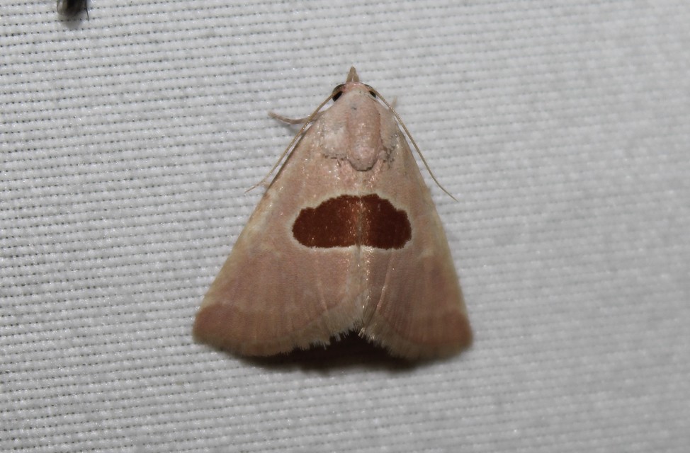 Calymma communimacula - pajzstetűfaló bagoly