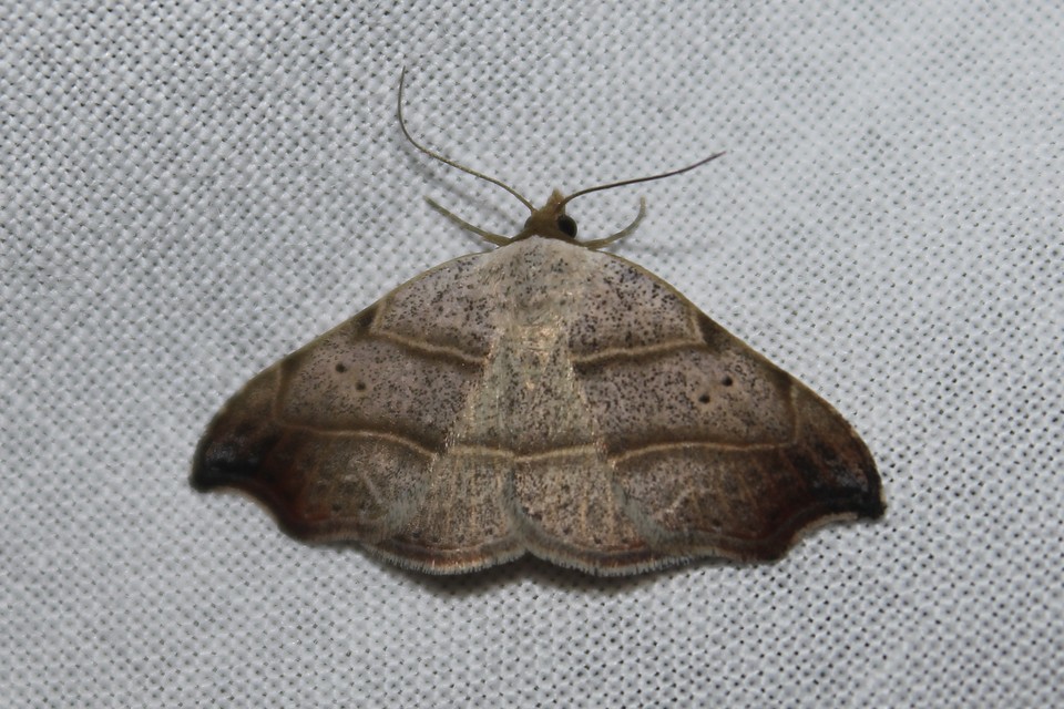 Laspeyria flexula - zuzmóbagoly