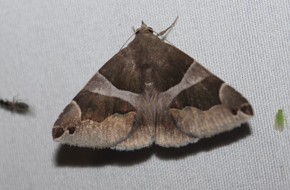 Dysgonia algira - déli porcelánbagoly
