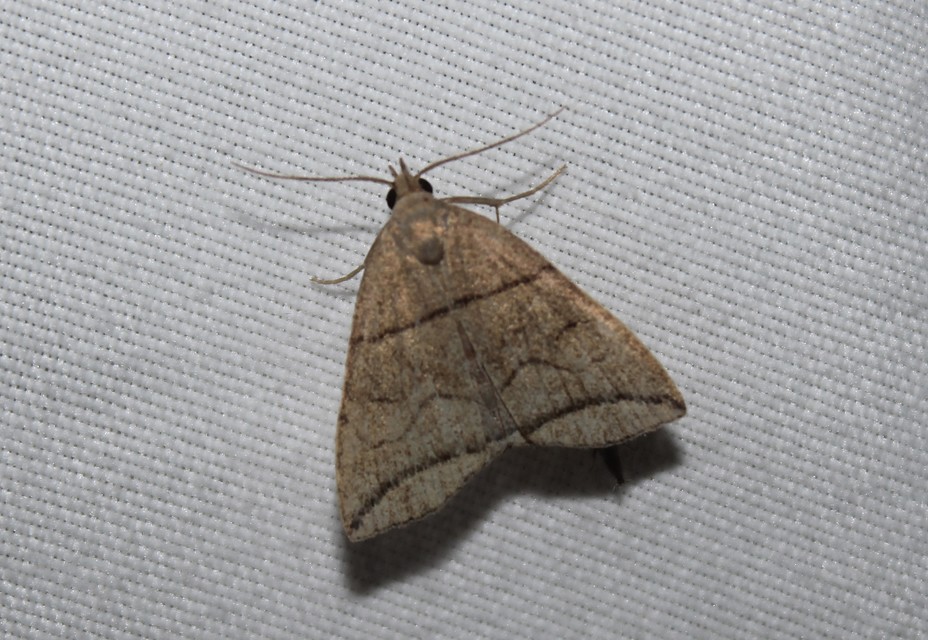 Herminia grisealis - ligeti karcsúbagoly
