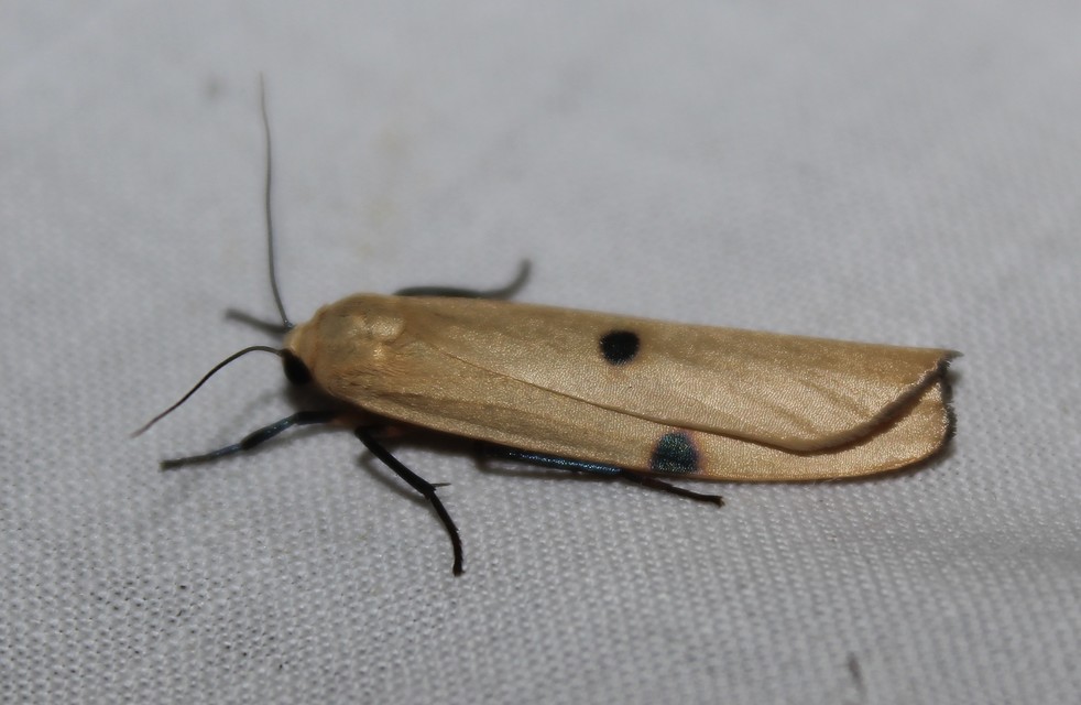 Lithosia quadra - négypettyes zuzmószövő