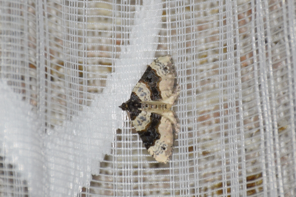 Cosmorhoe ocellata - szemes galajaraszoló
