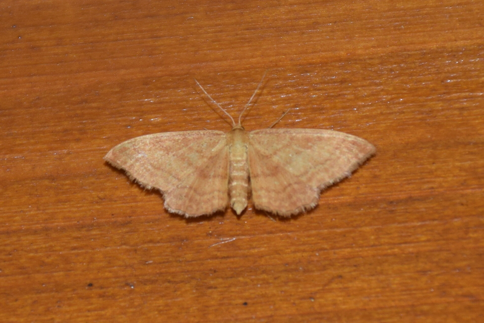 Idaea rufaria - vörhenyes sávosaraszoló