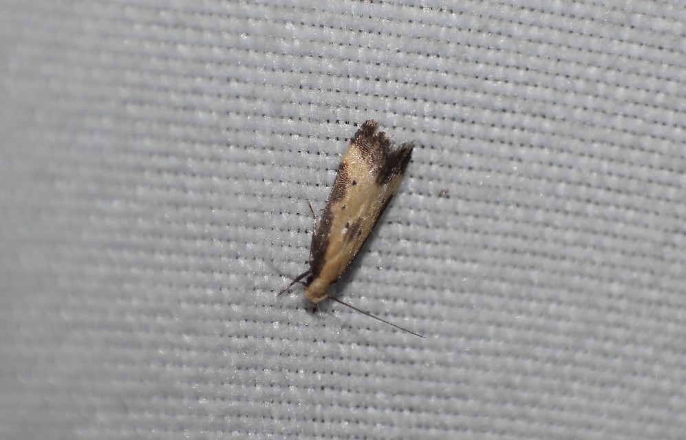 Brachmia dimidiella - citromkocsord-lápimoly