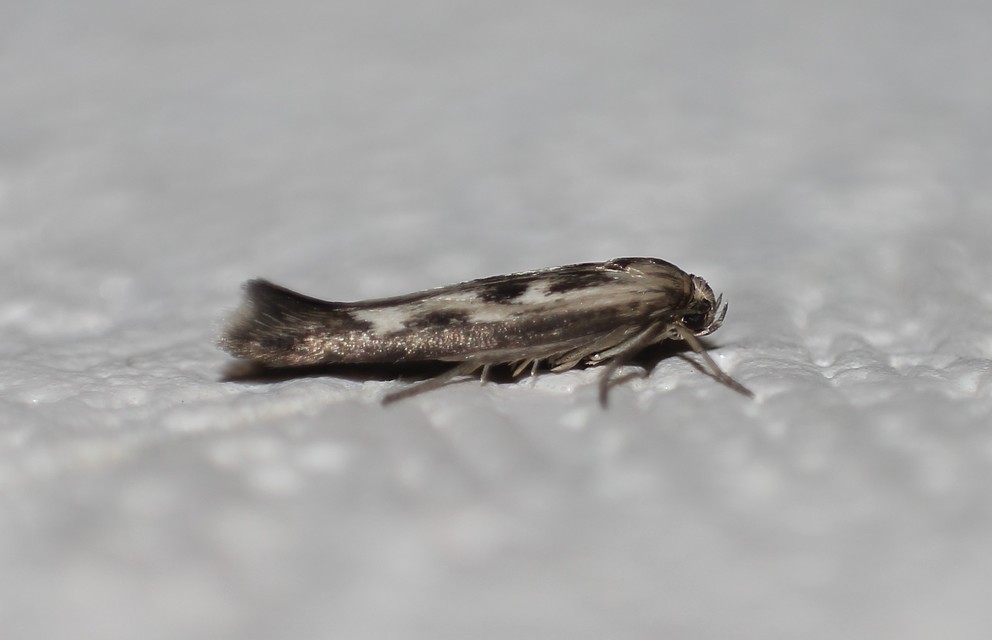 Scythris limbella - parajfonó zöldmoly