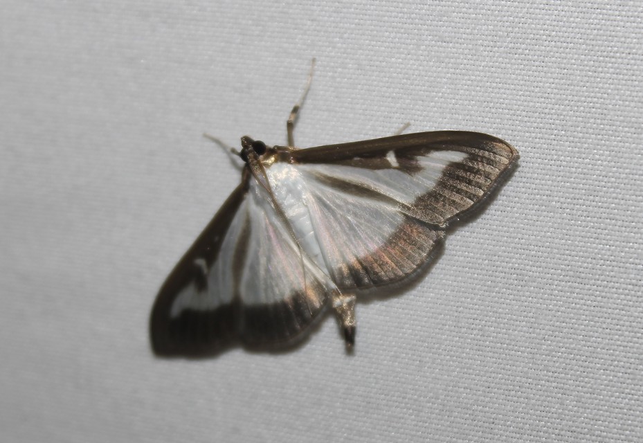 Cydalima perspectalis - puszpáng-tűzmoly