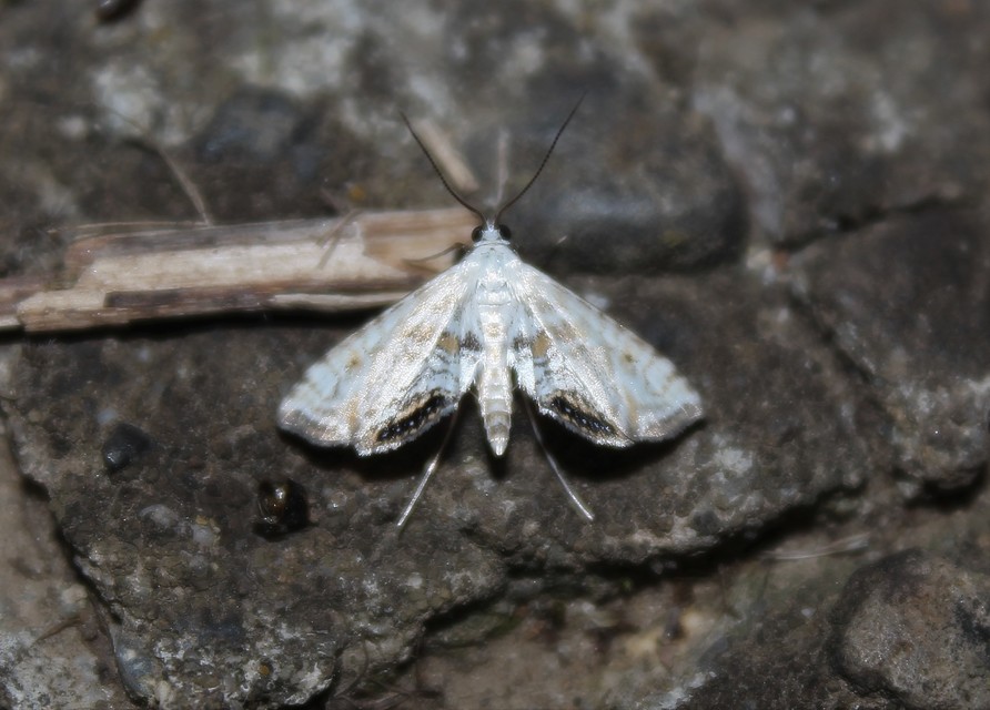 Cataclysta lemnata - békalencsemoly