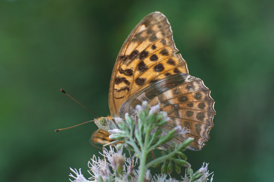 Argynnis paphia - nagy gyöngyházlepke