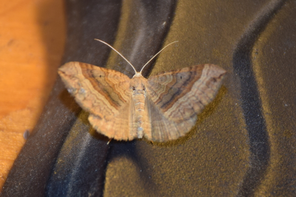 Scotopteryx chenopodiata - libatop-araszoló