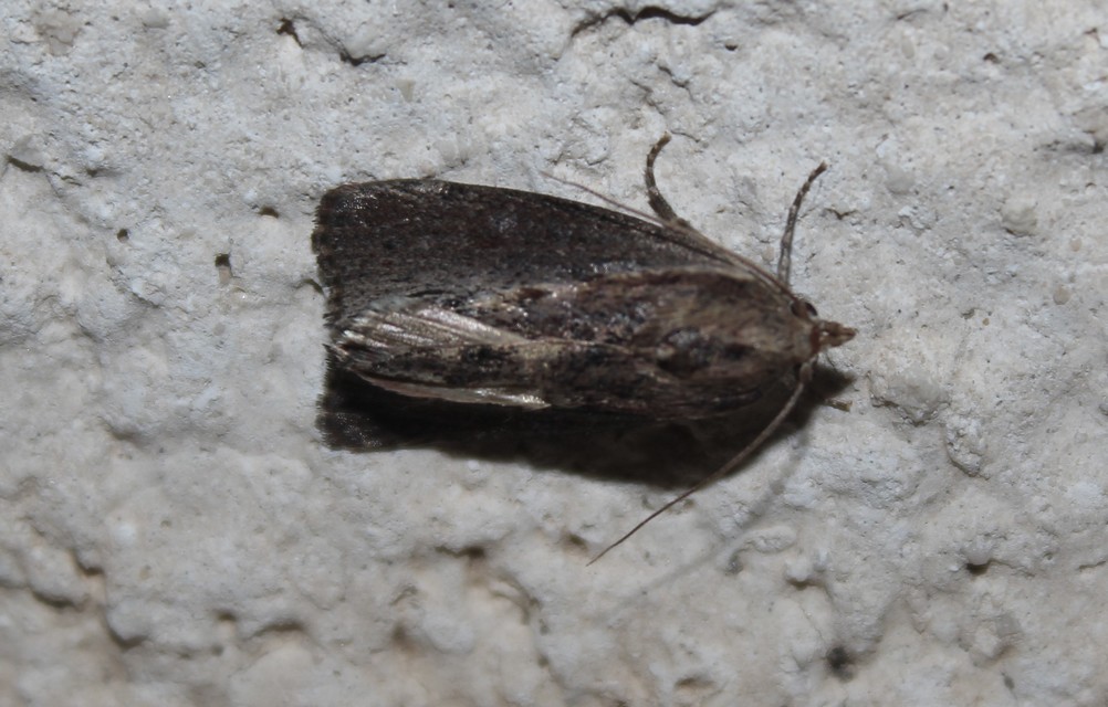 Galleria mellonella - nagy viaszmoly