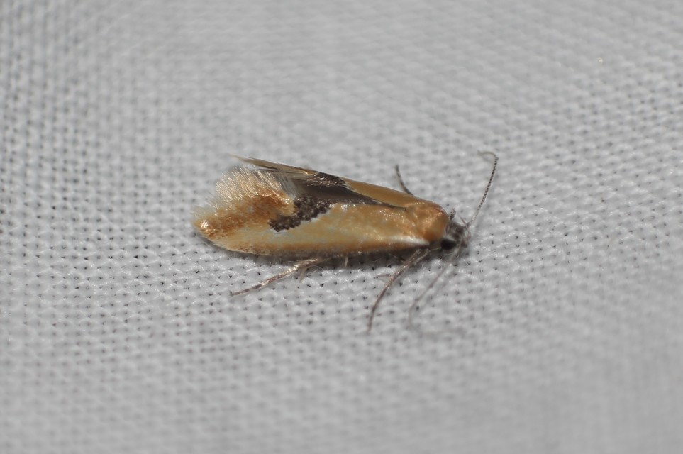 Batia internella/lambdella