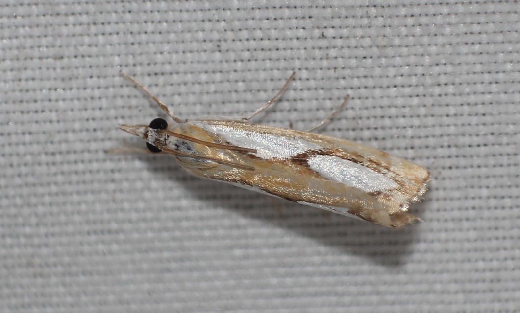 Catoptria pinella - ezüstös fűgyökérmoly
