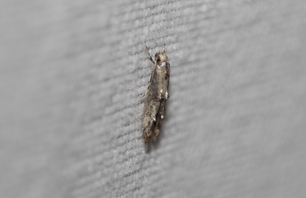 Blastodacna