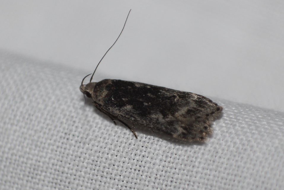 Anacampsis blattariella - nyírsodró sarlósmoly