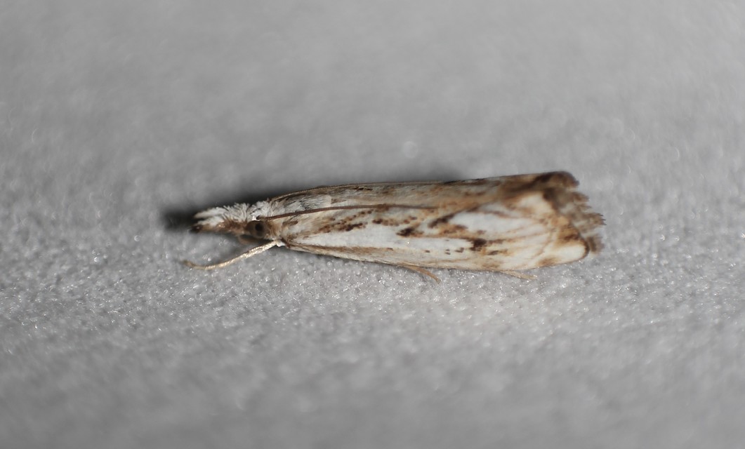 Catoptria falsella - hálós fűgyökérmoly