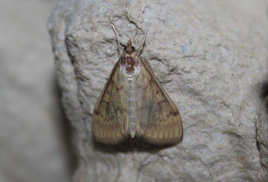 Ostrinia nubilalis - kukoricamoly