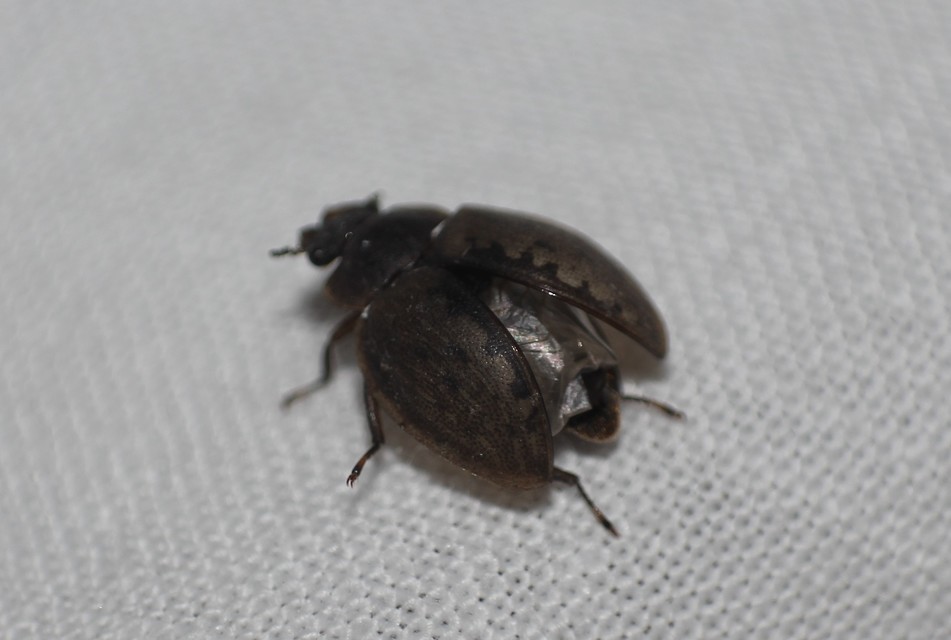 Spercheus emarginatus - ciripelő dajkacsibor