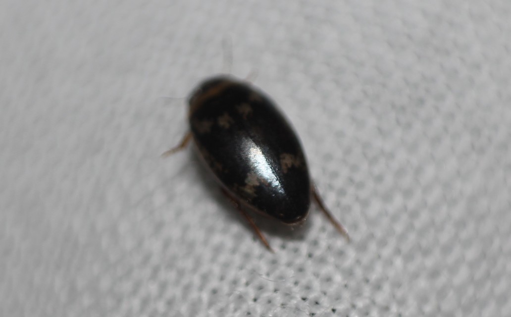 Laccophilus poecilus - tarka bukóbogár