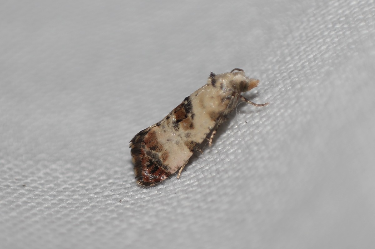 Neocochylis hybridella - keserűgyökér-fúrómoly
