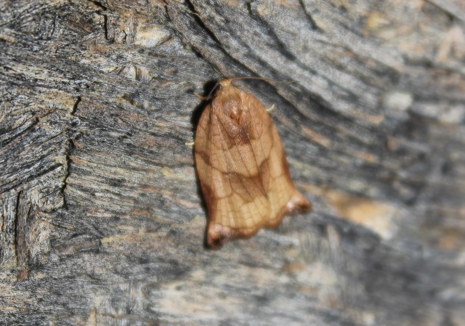 Archips podana - dudvarágó sodrómoly