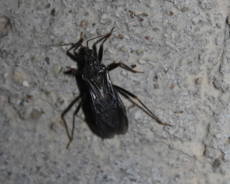 Reduvius personatus - szemetes zugpoloska