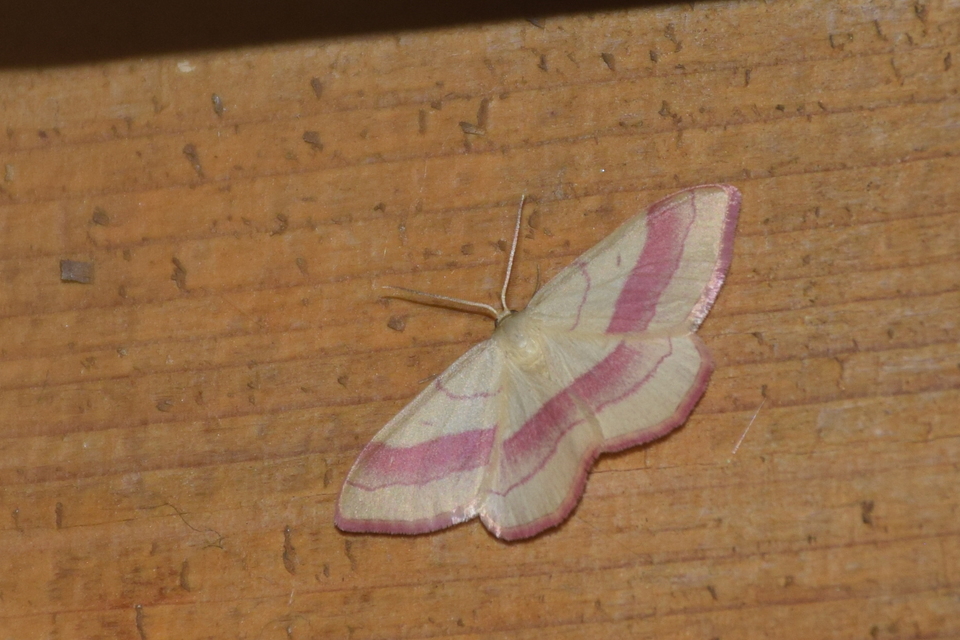 Rhodostrophia vibicaria - pirosszélű araszoló