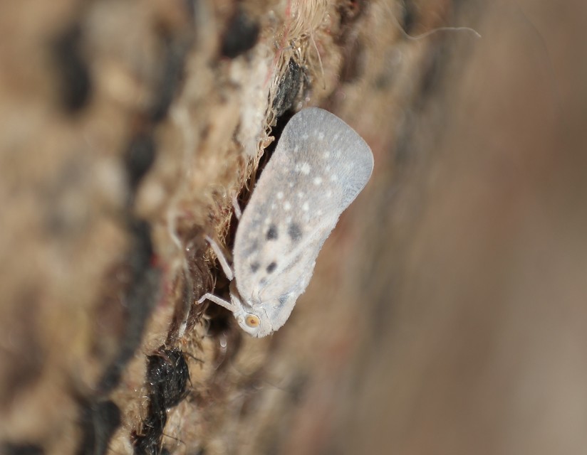 Metcalfa pruinosa - amerikai lepkekabóca