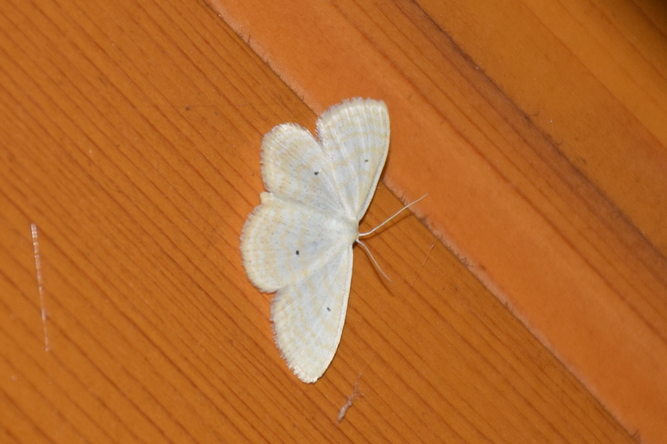 Scopula immutata - réti fehéraraszoló