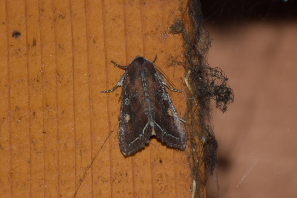 Lacanobia oleracea - saláta-kertibagoly