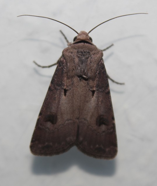 Agrotis exclamationis - felkiáltójeles földibagoly