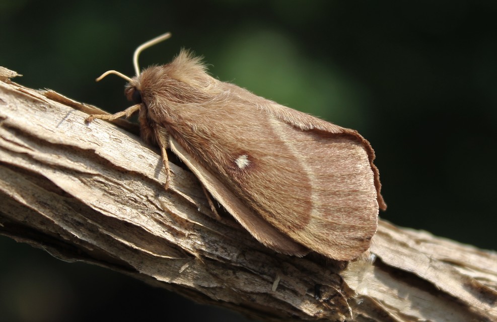 Lasiocampa trifolii - lóhereszövő