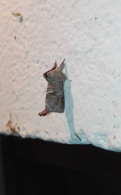 Clostera pigra - apró levélszövő