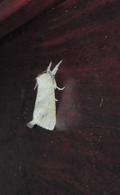 Clostera anastomosis - barna levélszövő